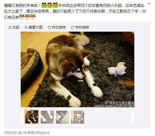 活得不如狗？王思聰愛犬身戴2只蘋果表