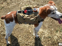 太給力！搜救犬也有智能背心了